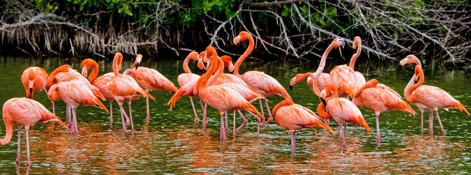 Flamenco animal en laguna, se observan arboles detrás de la parvada. Flamingo en Mérida Yucatán.