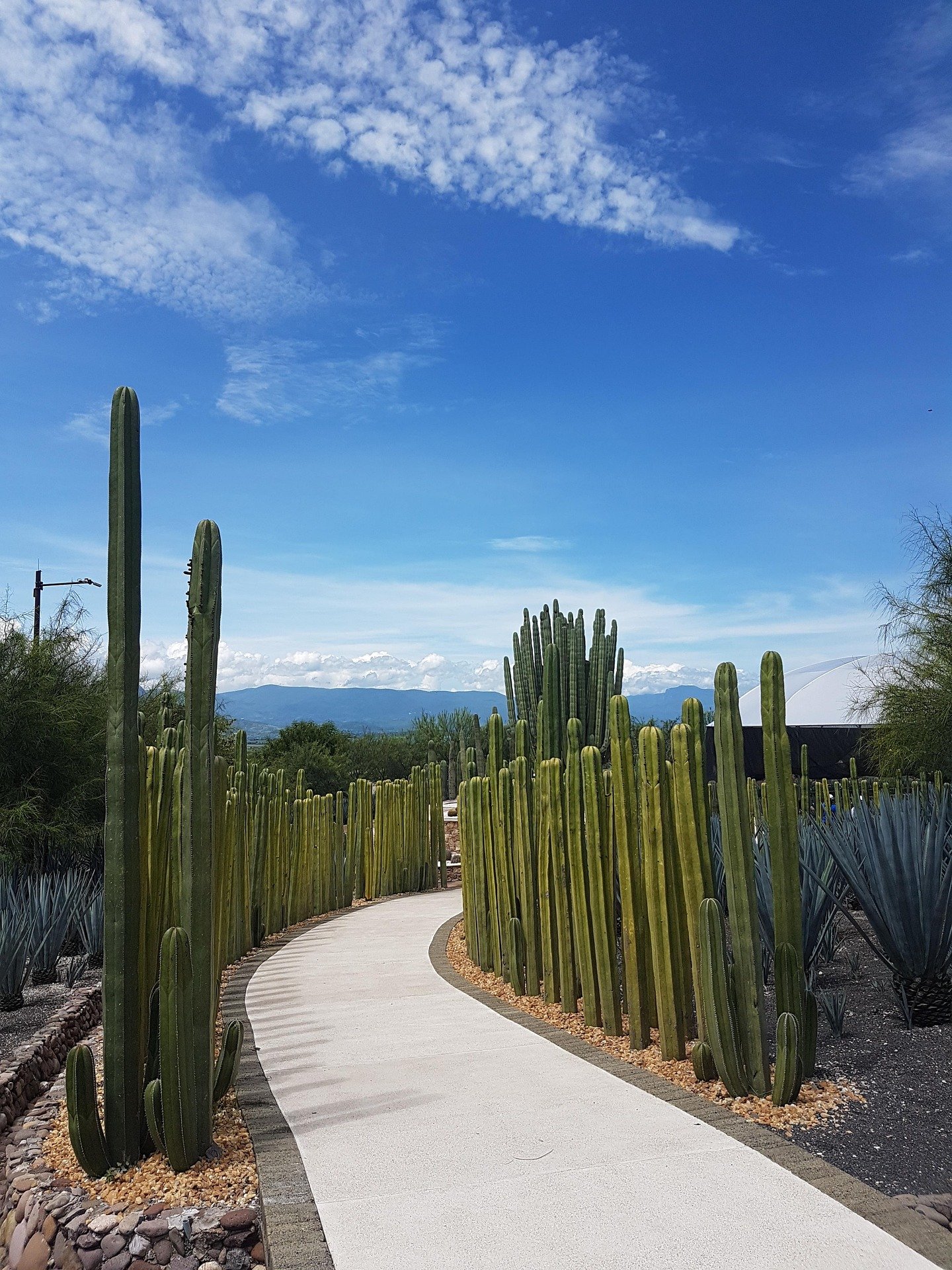 Sendero botánico en Jardines de México con diseño paisajista y flores.