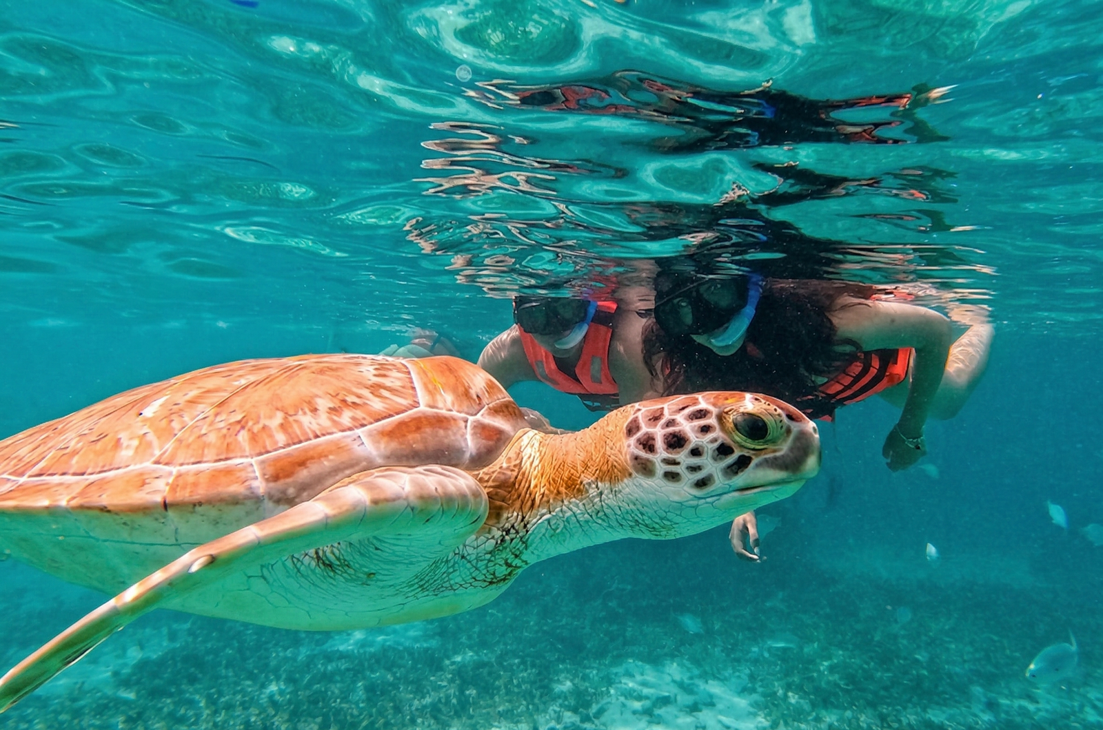 Fotografía submarina en la Riviera Maya que muestra a una tortuga marina nadando en aguas color turquesa. Al fondo, dos personas disfrutan de un tour de snorkel en Akumal usando chalecos salvavidas.