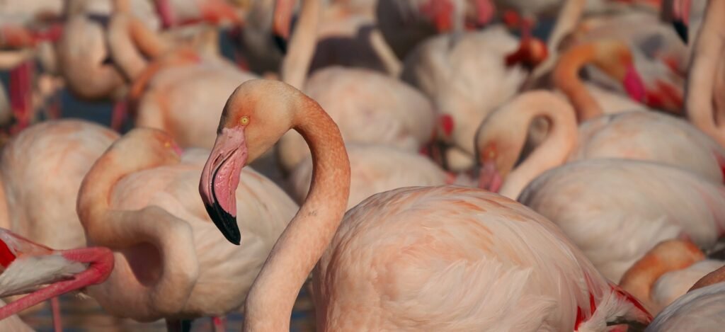 Ecoturismo en Mérida Yucatán: avistamiento de flamencos rosados en su hábitat.