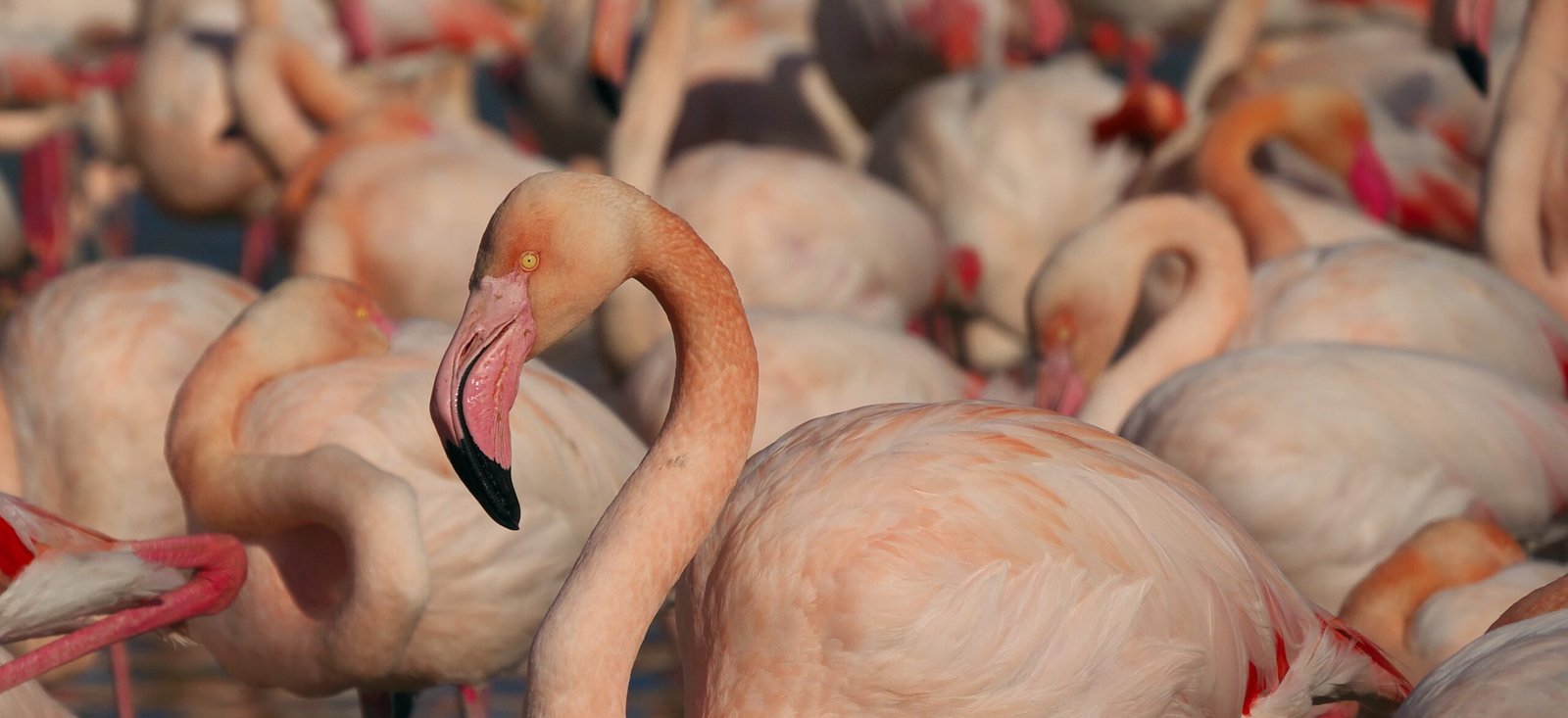 Flamencos rosados en parvada, fotografía a flamenco pajaro en Mérida Yucatán