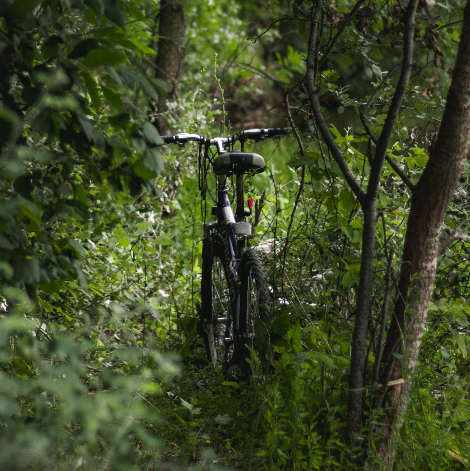 Bicicleta dentro del bosque preparandose para el uso que se le dará en el senderismo en la sierra madre de Monterrey.